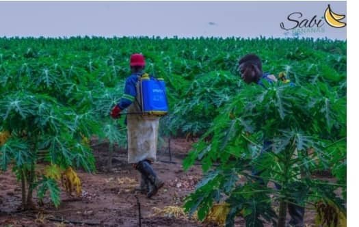 WhatsApp Image 2025-01-12 at 12.23.46